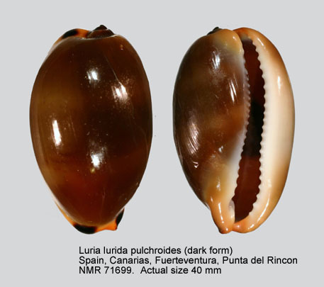 Luria lurida pulchroides (6).jpg - Luria lurida pulchroidesAlvarado & Alvarez,1964
